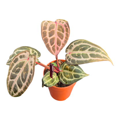 DocBlock Anthurium Thor's Lightning® '30' X Thor's Lightning® '30'