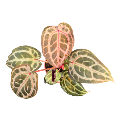 DocBlock Anthurium Thor's Lightning® '30' X Thor's Lightning® '30'