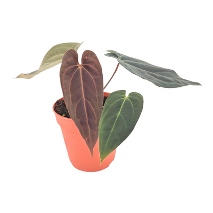 DocBlock Anthurium Black Widow® '43' X Red Velvet Cake® '24 DocBlock Anthurium Black Widow® '43' X Red Velvet Cake® '24