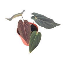 
DocBlock Anthurium Black Widow® '43' X Red Velvet Cake® '24'