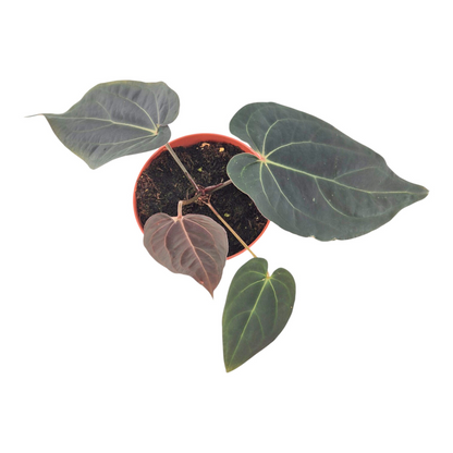 DocBlock Anthurium Black Widow® '43' X Red Velvet Cake® '24'