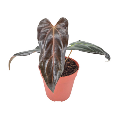 DocBlock Anthurium Dark & Handsome® '9' X Dark & Handsome® '9'