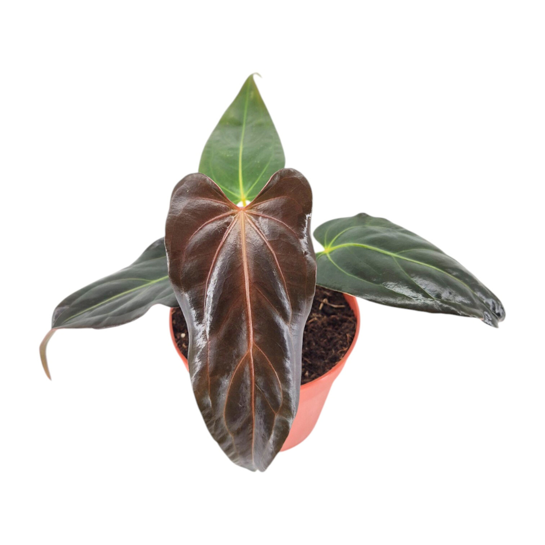 anthurium doc block DocBlock Anthurium Dark & Handsome® '9' X Dark & Handsome® '9' – Casa Botanica