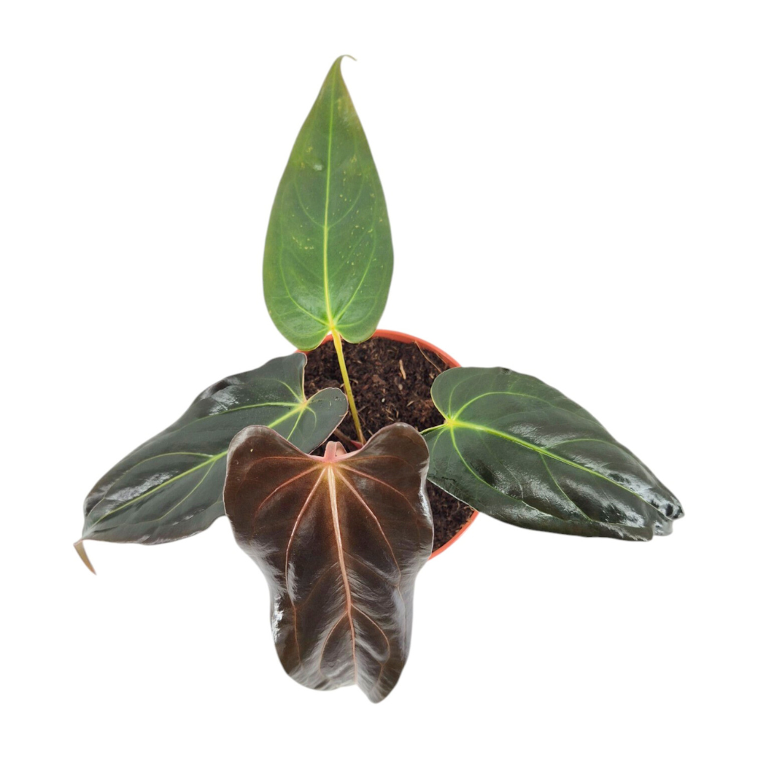 DocBlock Anthurium Dark & Handsome® '9' X Dark & Handsome® '9'