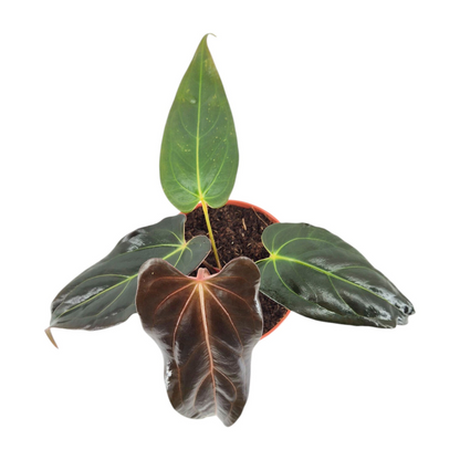 DocBlock Anthurium Dark & Handsome® '9' X Dark & Handsome® '9'