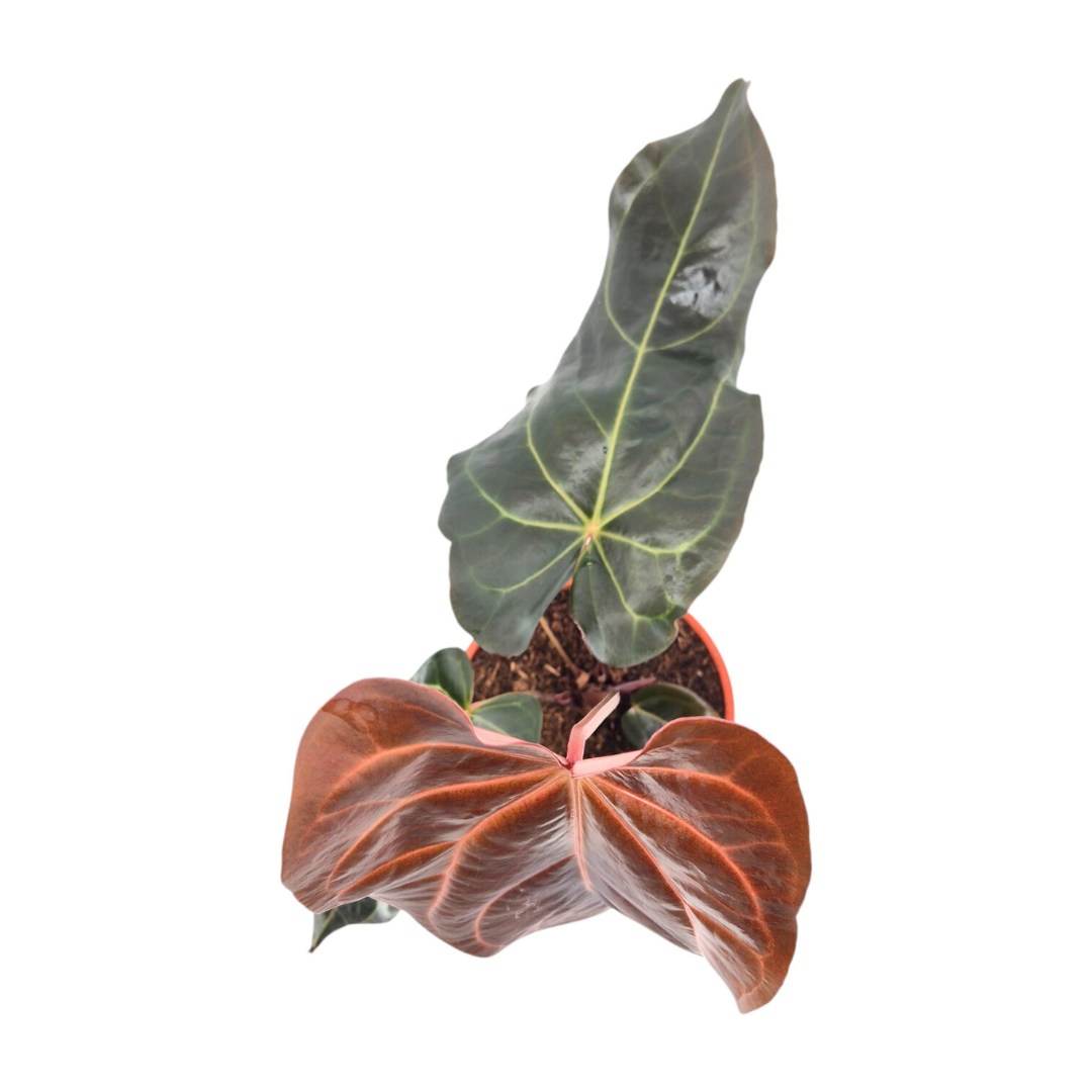 anthurium dolychostachyum DocBlock Anthurium Dark & Handsome® '9' X Red Velvet Cake® '24' – Casa Botanica