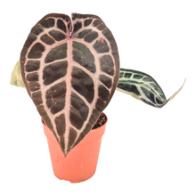DocBlock Anthurium Michelle® '11' X Michelle® '1'