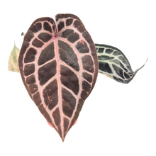 DocBlock Anthurium Michelle® '11' X Michelle® '1'