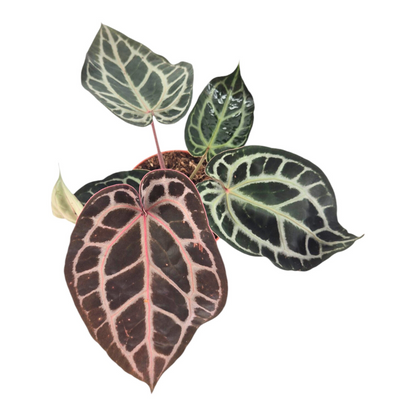 DocBlock Anthurium Michelle® '11' X Michelle® '1'
