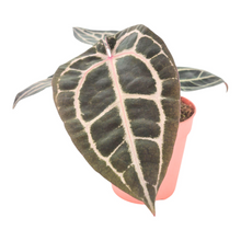 DocBlock Anthurium Michelle® '10' X Minerva® '20'