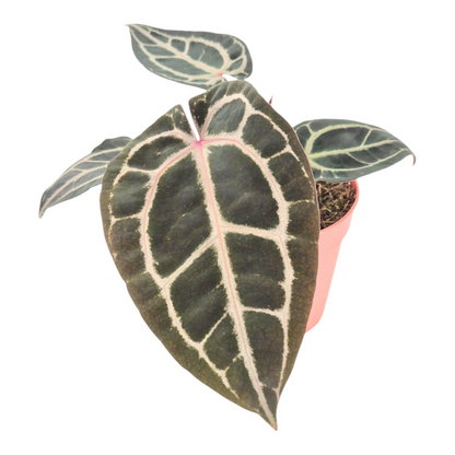 DocBlock Anthurium Michelle® '10' X Minerva® '20'