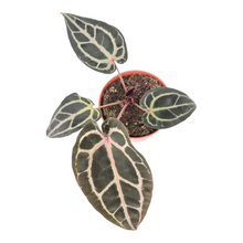 DocBlock Anthurium Michelle® '10' X Minerva® '20'
