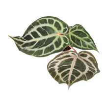 DocBlock Anthurium Michelle® '1' X DocBlock Zara® '3'