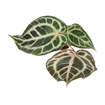 DocBlock Anthurium Michelle® '1' X DocBlock Zara® '3'