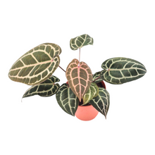 DocBlock Anthurium Michelle® '1' X Zara® '52'
