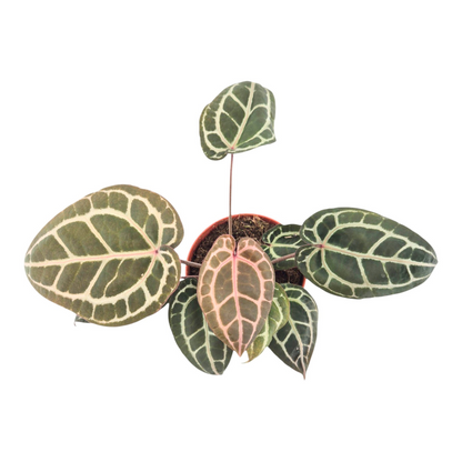 DocBlock Anthurium Michelle® '1' X Zara® '52'
