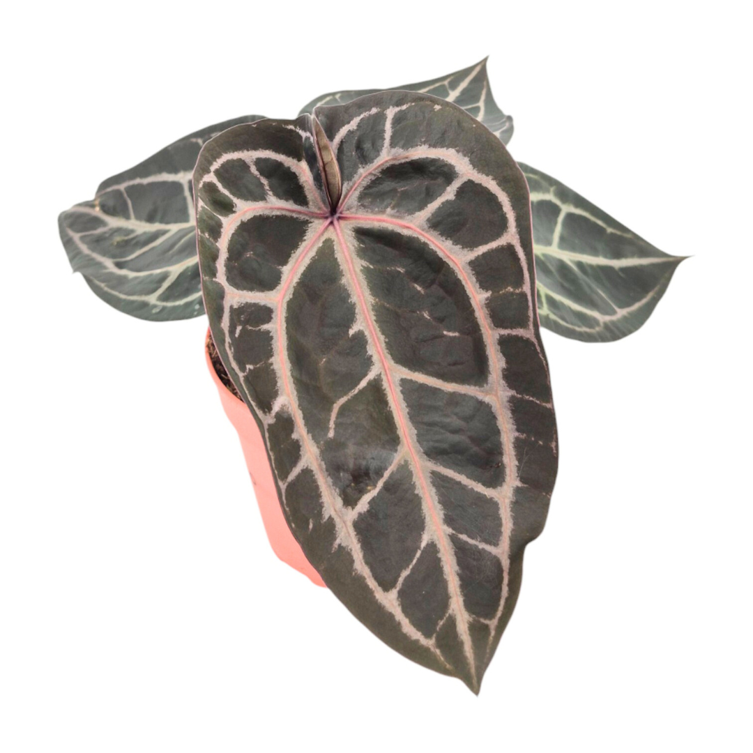 DocBlock Anthurium Minerva® '20' × Michelle® '10'