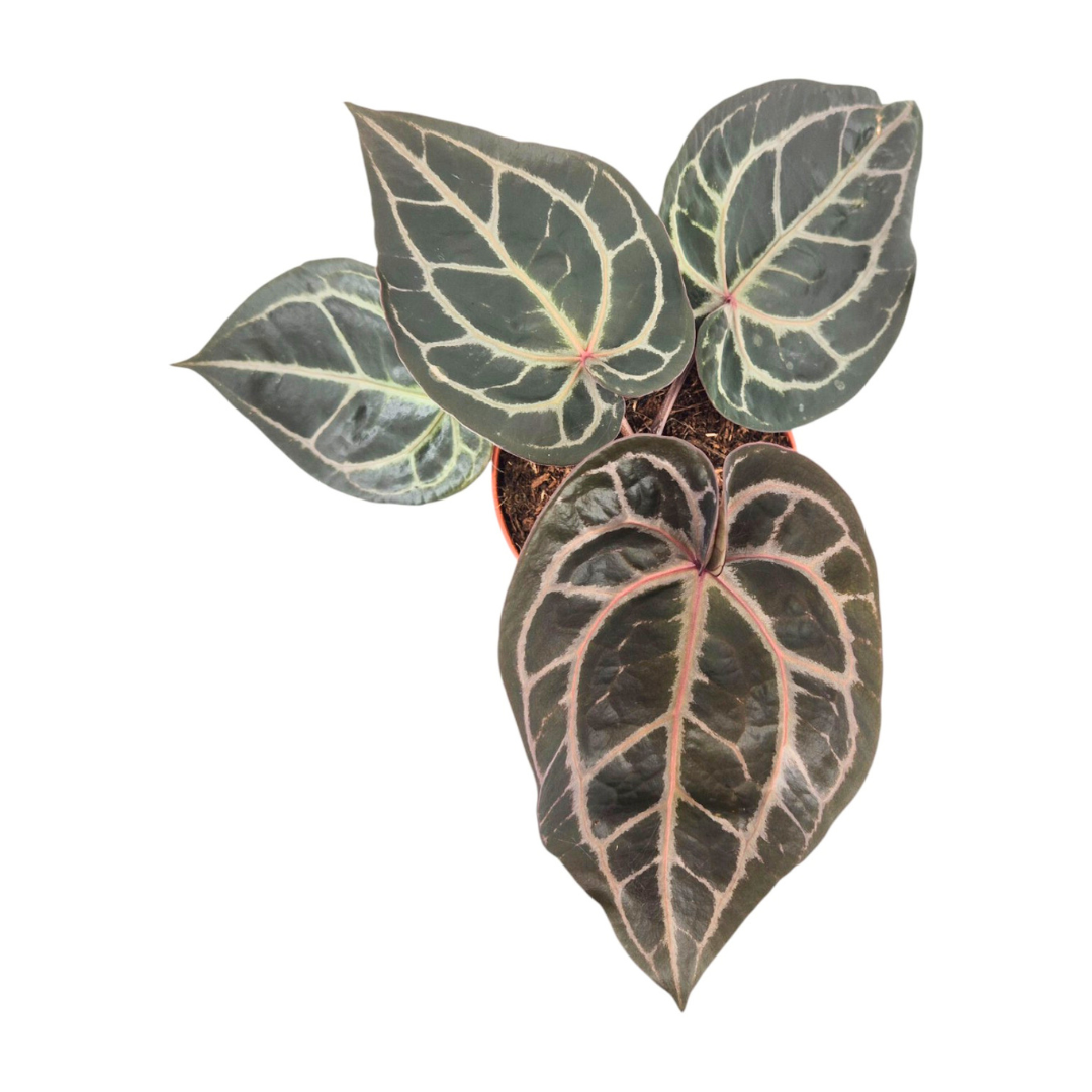 DocBlock Anthurium Minerva® '20' × Michelle® '10'