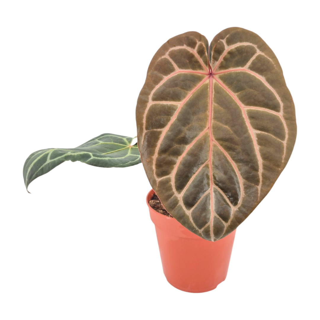 DocBlock Anthurium Zara® '26' × Michelle® '23'