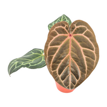 DocBlock Anthurium Orange® '26' X Michelle®  '23'
