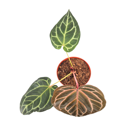 DocBlock Anthurium Orange® '26' X Michelle®  '23'