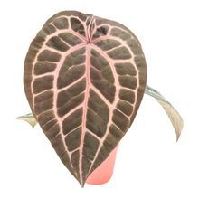 DocBlock Anthurium Zara® '27' X Michelle® '1'