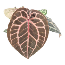 DocBlock Anthurium Zara® '27' X Michelle® '1'