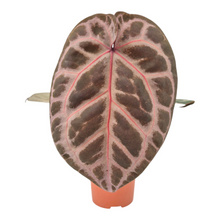 DocBlock Anthurium Red Crystal® '12'