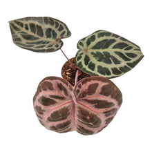 DocBlock Anthurium Red Crystal® '12'