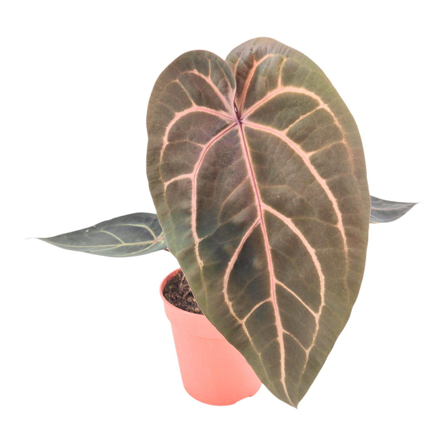 DocBlock Anthurium Red Velvet Cake® '24' X Home Sweet Home® '32'