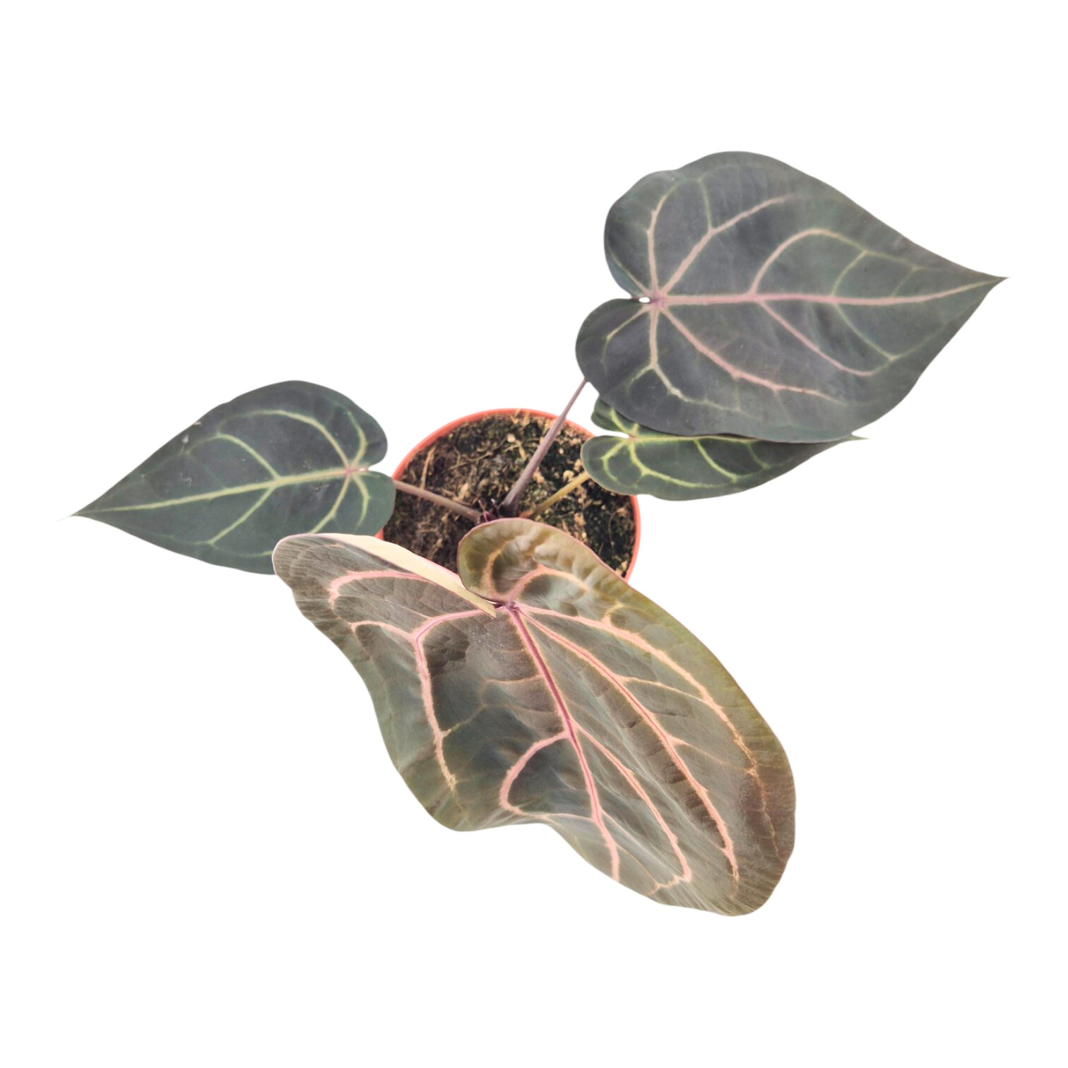 DocBlock Anthurium Red Velvet Cake® '24' X Home Sweet Home® '32