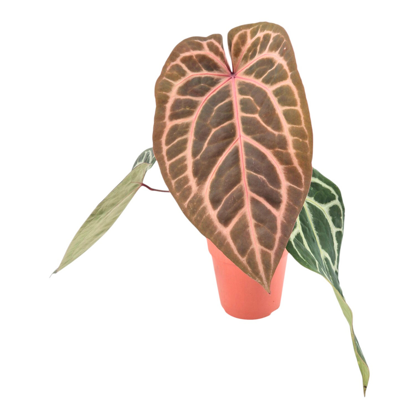 DocBlock Anthurium Tortoise Shell® Brown '34' × Purple Rain® '27'