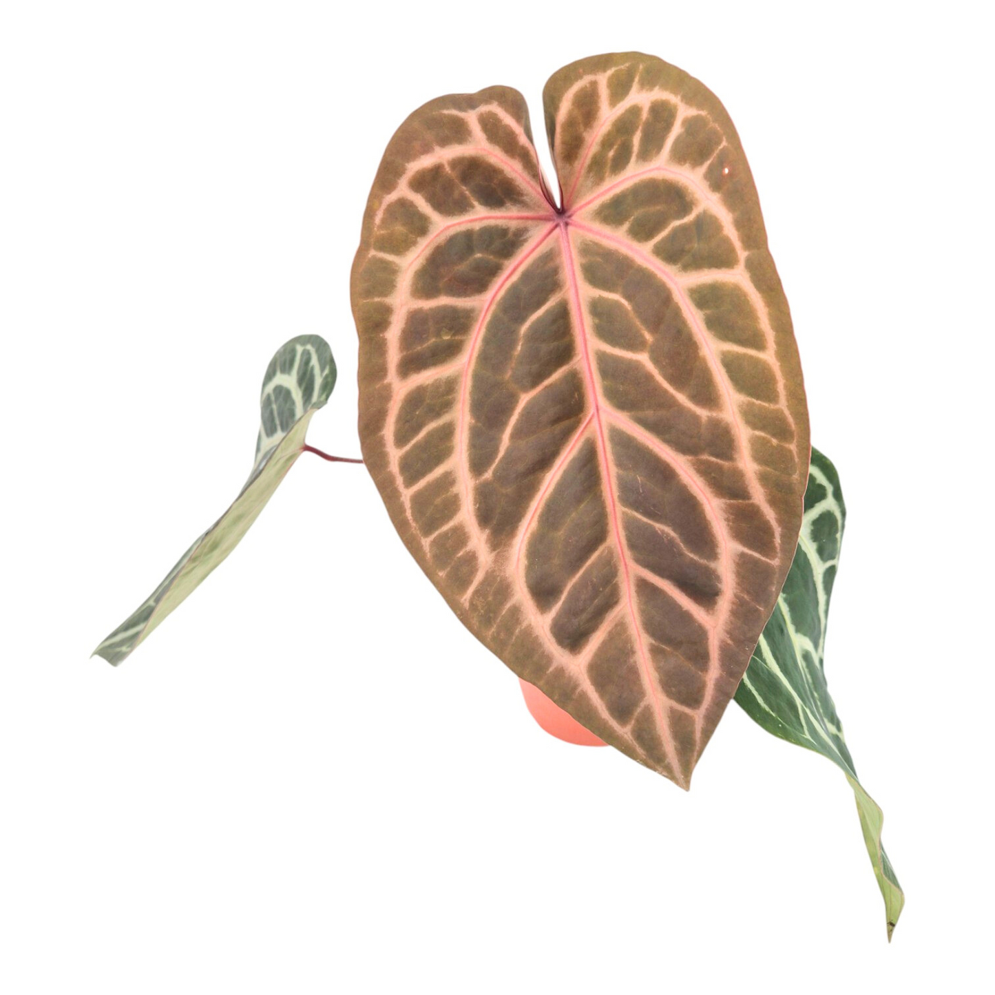 DocBlock Anthurium Tortoise Shell® Brown '34' × Purple Rain® '27'