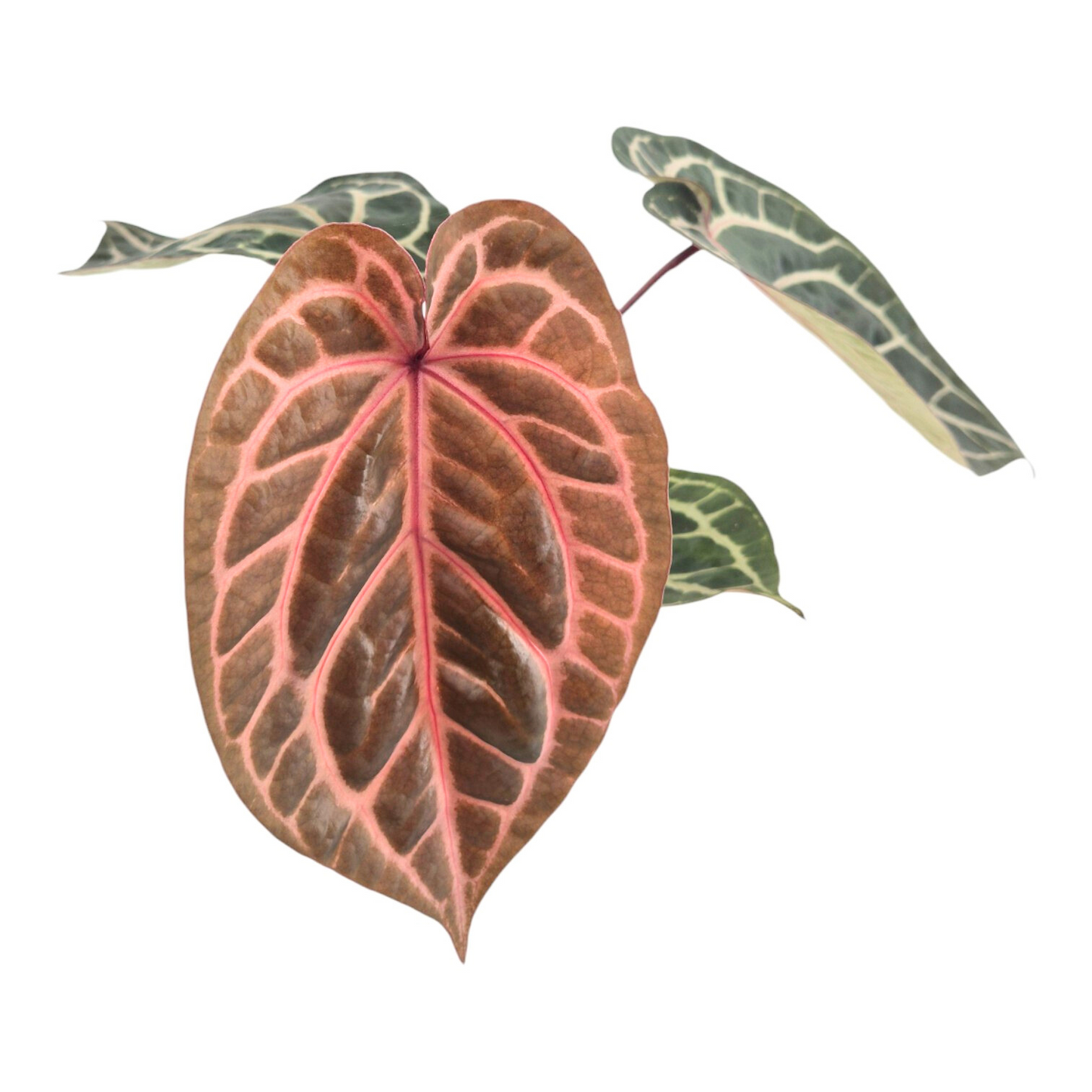 DocBlock Anthurium Zara® '31' × Crystal Red® '12'