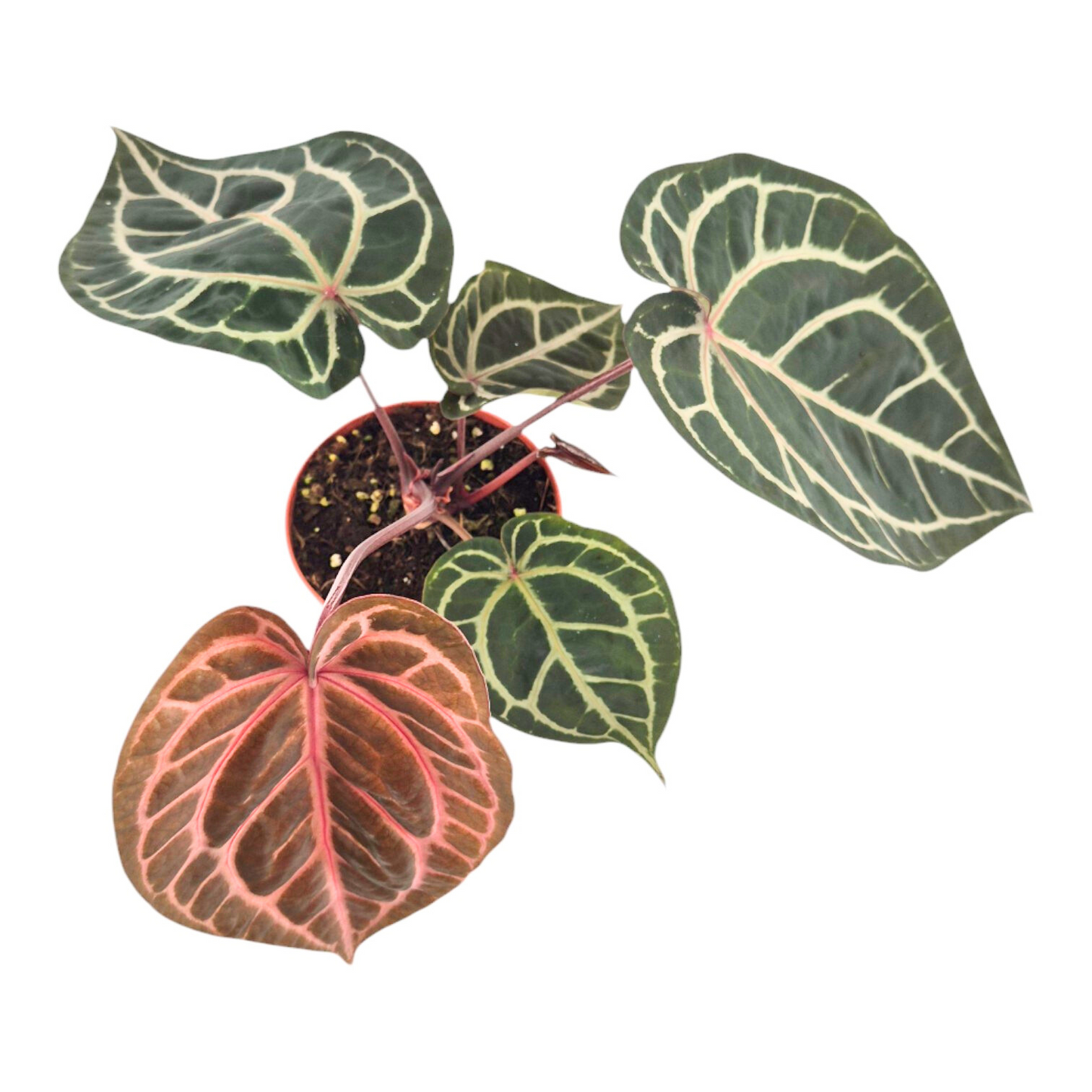 DocBlock Anthurium Zara® '31' × Crystal Red® '12'