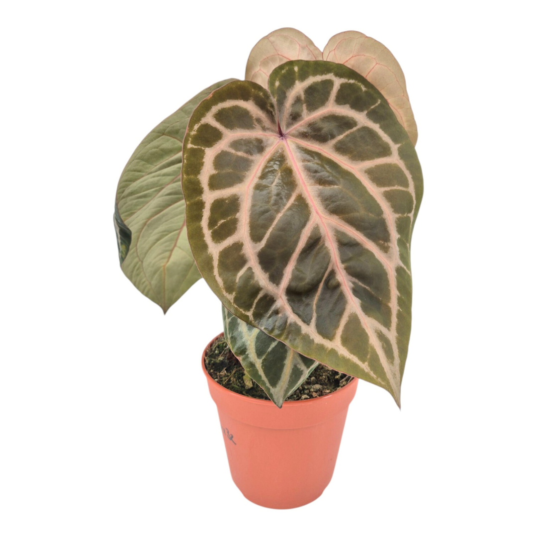 DocBlock Anthurium Zara® '33' X Home, Sweet Home® '32' – Casa Botanica