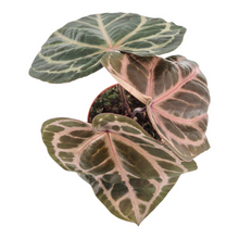 DocBlock Anthurium Zara® '33' X Home, Sweet Home® '32'