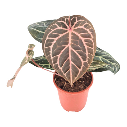 DocBlock Anthurium Zara® '14' X Home, Sweet Home® '32'