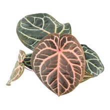 DocBlock Anthurium Zara® '14' X Home, Sweet Home® '32'