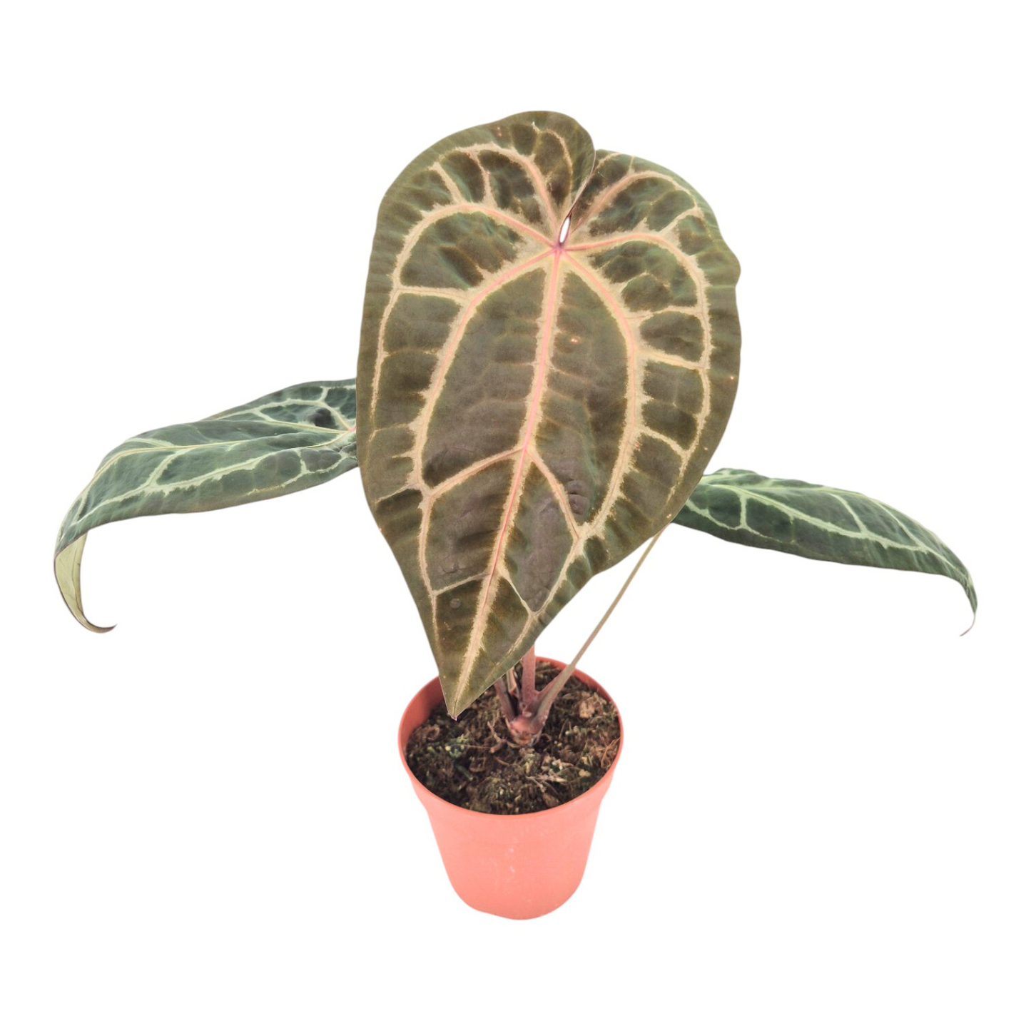 DocBlock Anthurium Zara® '29' × Zara® '3'