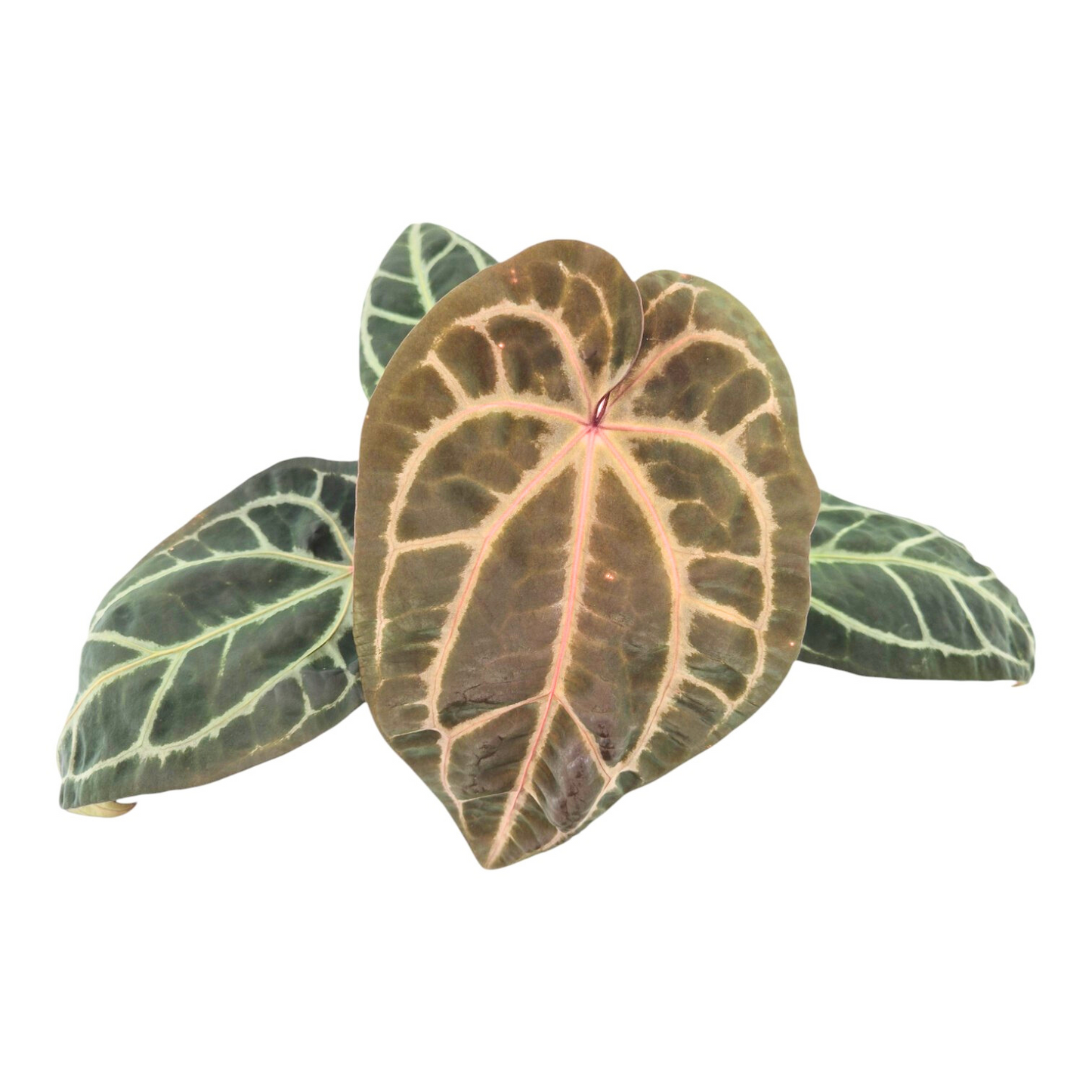 DocBlock Anthurium Zara® '29' × Zara® '3'