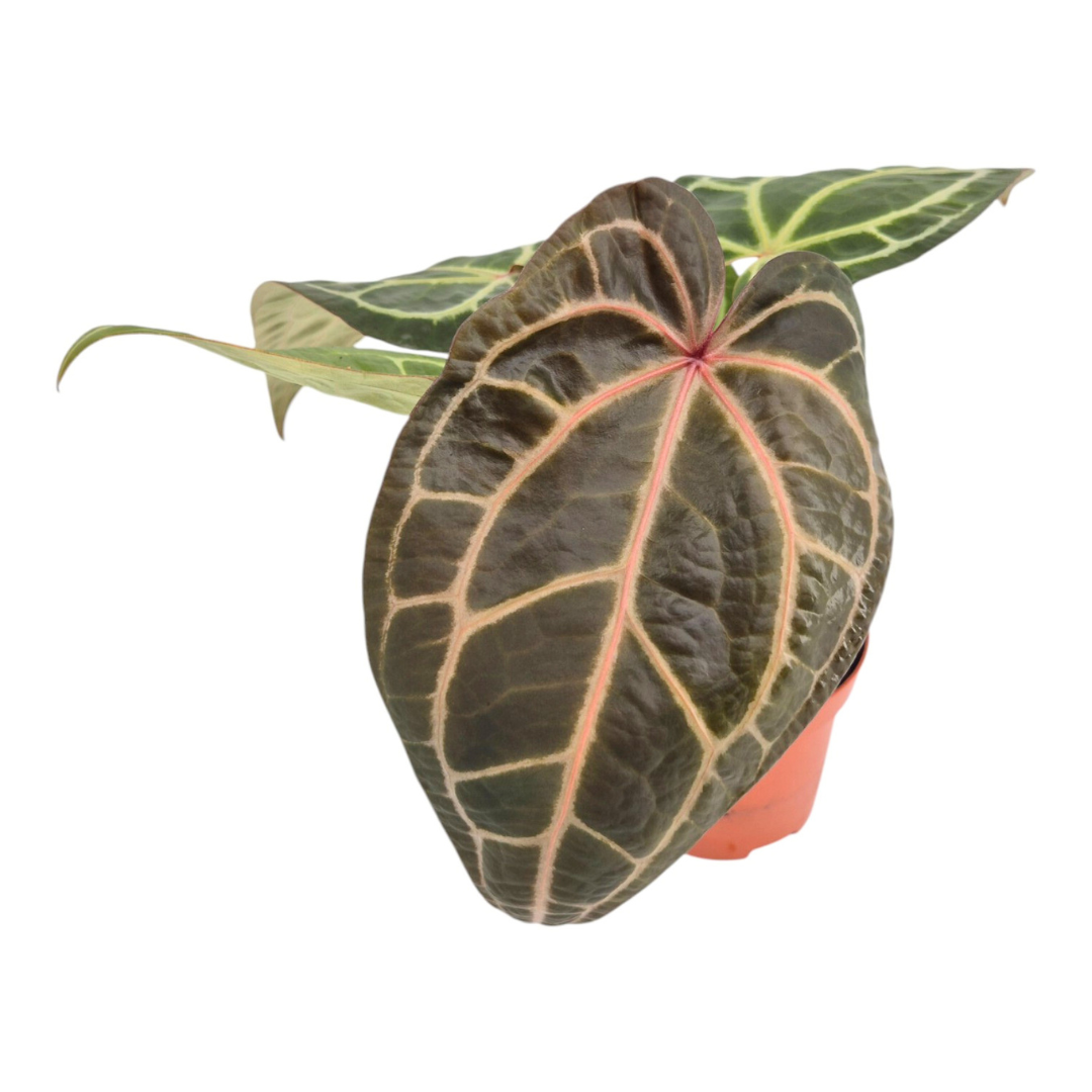 DocBlock Anthurium Zara® '33' × Brown Derby® '29'