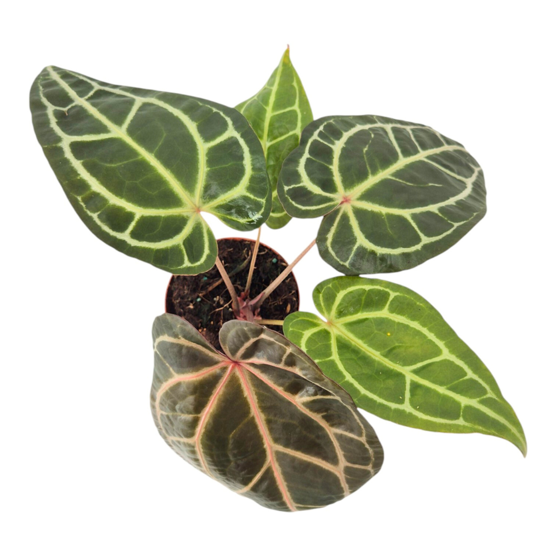DocBlock Anthurium Zara® '33' × Brown Derby® '29'