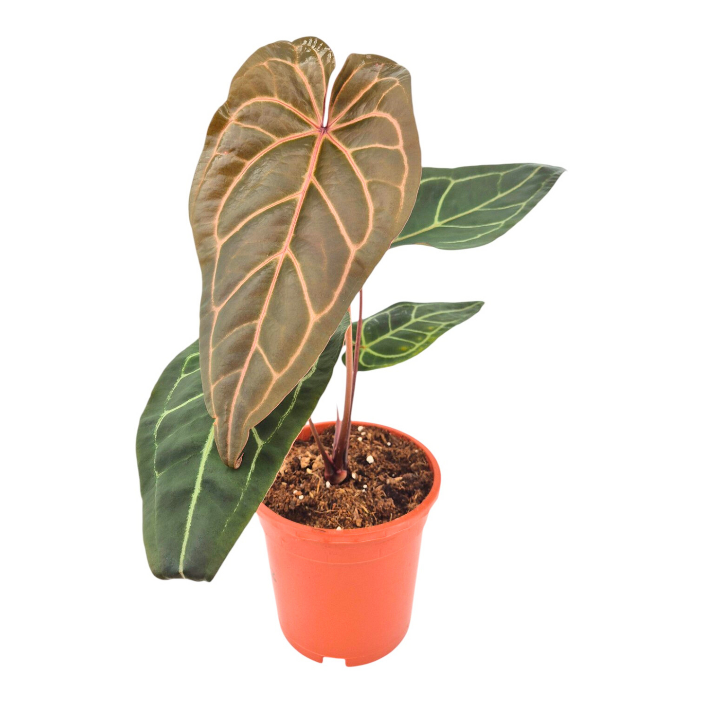 DocBlock Anthurium Zara® '3' × Zara® '33'