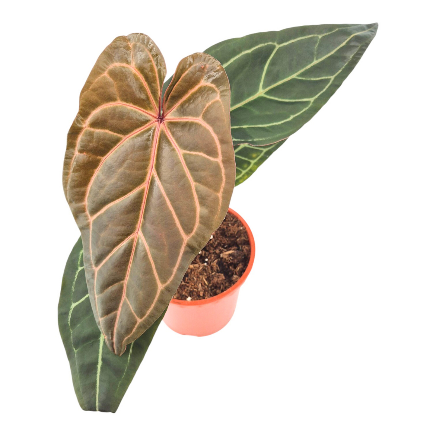 DocBlock Anthurium Zara® '3' × Zara® '33'