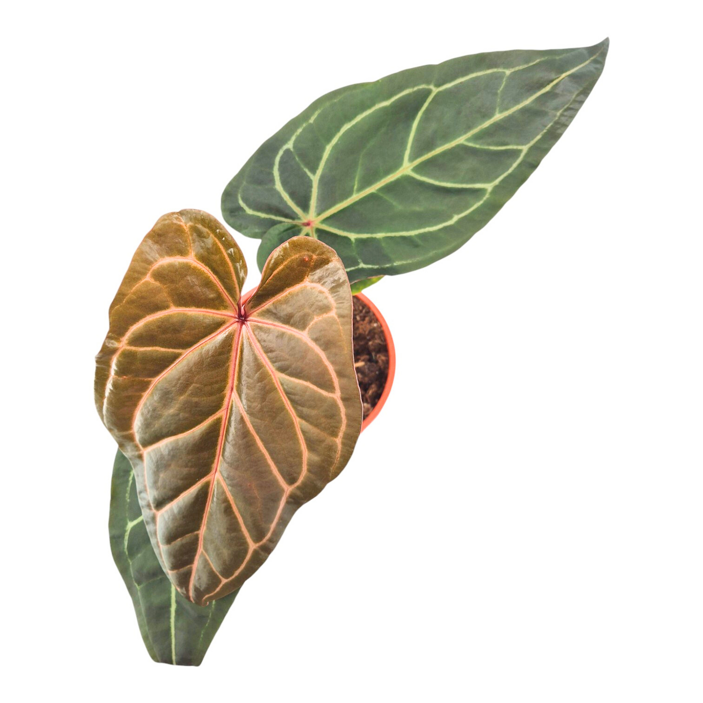 DocBlock Anthurium Zara® '3' × Zara® '33'