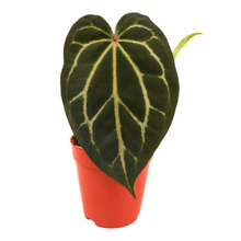 DocBlock Anthurium Angela® '35' x Black Widow® '13'