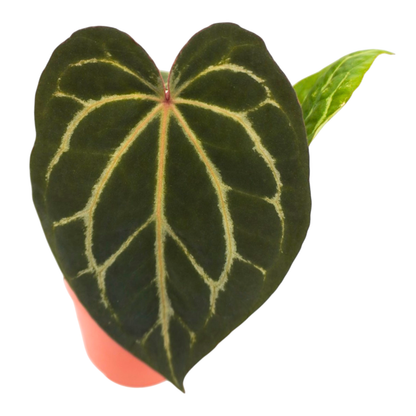 DocBlock Anthurium Angela® '35' x Black Widow® '13'