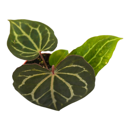 DocBlock Anthurium Angela® '35' x Black Widow® '13'