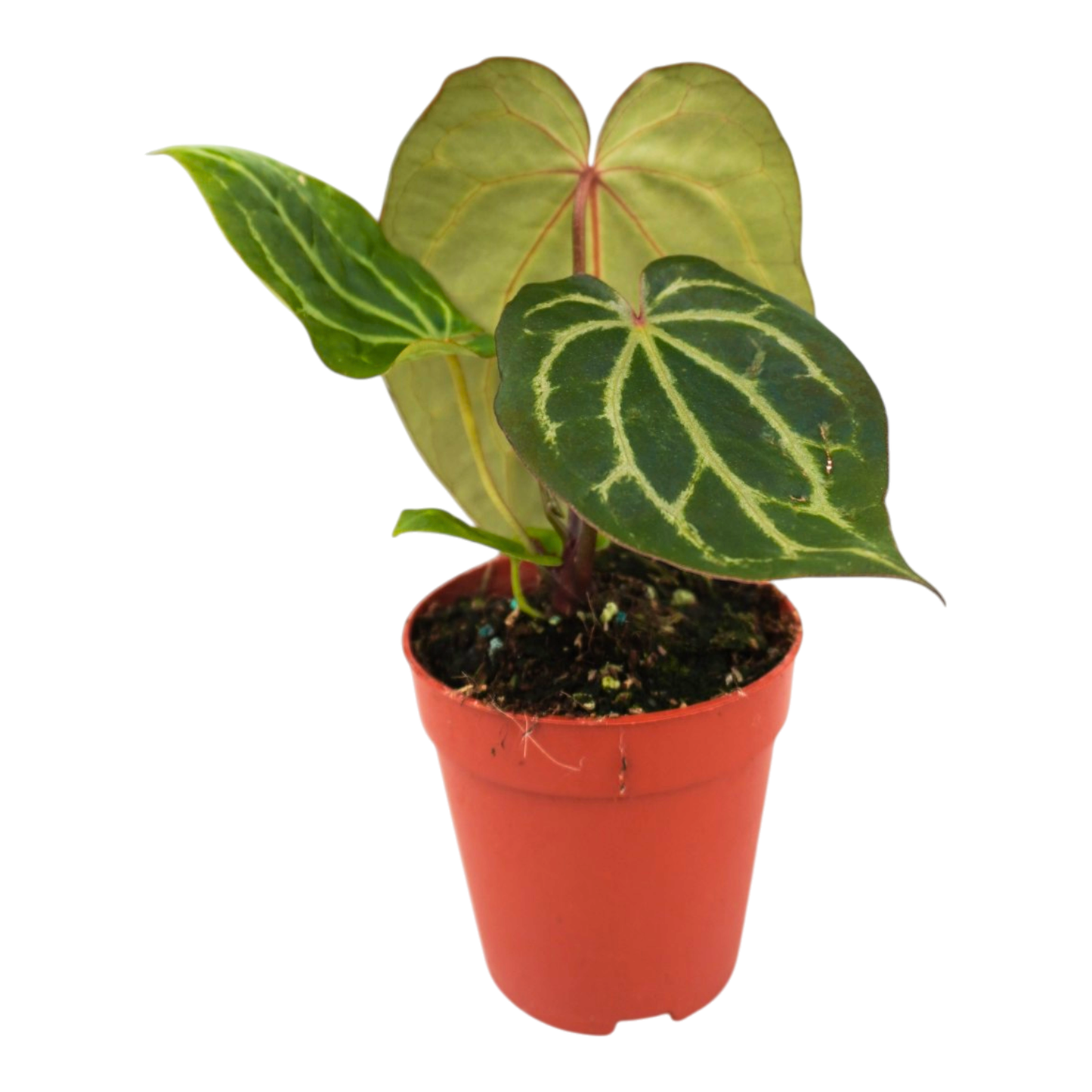 DocBlock Anthurium Angela® '35' x Black Widow® '13'